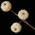 Short White Pumpkin Stem - Lace and Grace Boutique