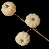 Short White Pumpkin Stem - Lace and Grace Boutique