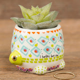 Natural Life Critter Succulent Turtle - Lace and Grace Boutique